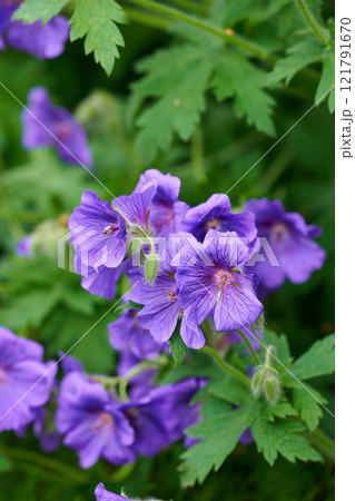 Closeup of beautiful plants with vibrant violet petals blooming and blossoming in spring in a lush environment. Purple or blue geranium flowers growing in a botanical garden on a sunny day outdoors Closeup of beautiful plants with vibrant violet petals blooming and blossoming in spring in a lush environment. Purple or blue geranium flowers growing in a botanical garden on a sunny day outdoors 121791670