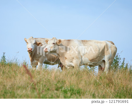 Raising and breeding livestock cattle on a farm for beef and dairy industry. Landscape animals on pasture or grazing land. Two white cows standing on a field in rural countryside with copy space. Raising and breeding livestock cattle on a farm for beef and dairy industry. Landscape animals on pasture or grazing land. Two white cows standing on a field in rural countryside with copy space. 121791691