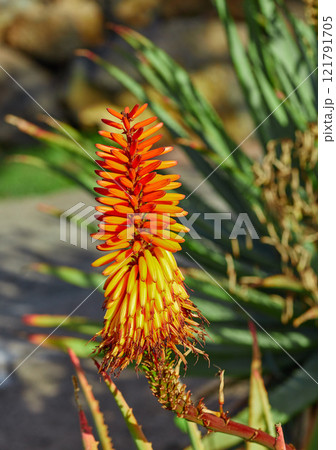 Vibrant candelabra aloe flora growing in a backyard garden or outdoors in nature on a sunny summer day. Closeup detail of an orange plant in a forest field with sunlight on a spring afternoon Vibrant candelabra aloe flora growing in a backyard garden or outdoors in nature on a sunny summer day. Closeup detail of an orange plant in a forest field with sunlight on a spring afternoon 121791705