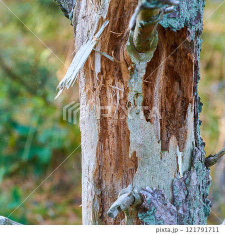 Closeup of an old tree trunk in a forest in summer. Beautiful nature scenery of a branch or bark in an isolated woodland in the countryside. Zoom of a natural environment in the woods during the day 121791711