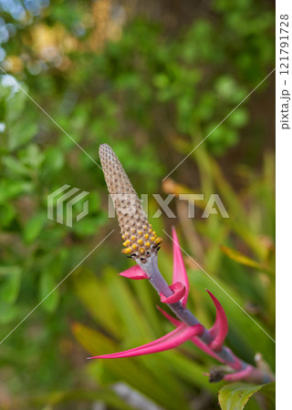 Aechmea bromeliifolia plant growing in a garden or field outdoors. Closeup of beautiful flowering plants from the bromeliads species blooming and blossoming in nature during a sunny day in spring 121791728