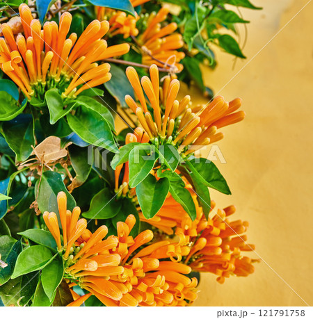 Closeup of an orange flame vine with lush green foliage growing outside in a home garden from below. Pyrostegia venusta plant thriving in a yard of a house on a bright and sunny summer or spring day 121791758
