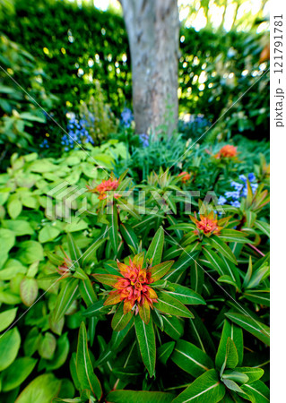Camellia japonica flower growing in a garden in summer. Beautiful flowering plants blooming in a lush green park. Pretty flora blossom and sprouting in a meadow in the countryside during spring 121791781