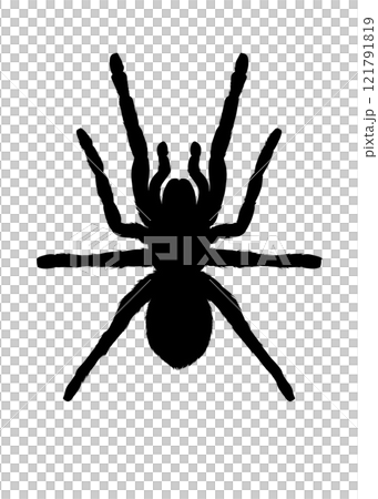 Tarantula silhouette illustration Tarantula silhouette illustration 121791819