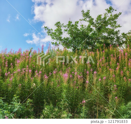 Pink fireweed flowers growing on green stems in lush meadow bush and shrub in remote countryside with blue sky and clouds. Wild hamaenerion angustifolium or rosebay willowherb blossoming near forest 121791833