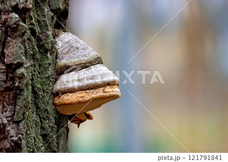 Unique mushroom growth on a tree trunk in a serene forest setting during springtime. Copy space. 121791841
