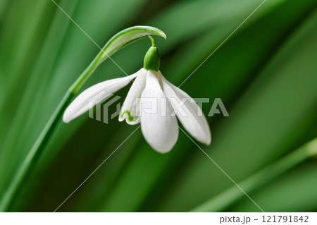 Closeup of a white common snowdrop flower growing against a green copy space background in a remote field. Galanthus nivalis blossoming, blooming and flowering in a meadow or home backyard garden 121791842