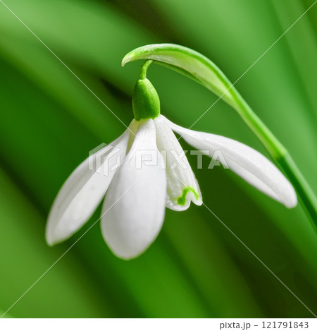 Closeup of a white common snowdrop flower growing against a green copy space background in a remote field. Galanthus nivalis blossoming, blooming and flowering in a meadow or home backyard garden 121791843