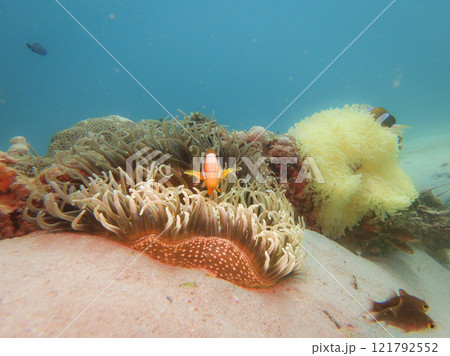 A Clownfish peaking out from its home in a stinging sea anemone A Clownfish peaking out from its home in a stinging sea anemone 121792552
