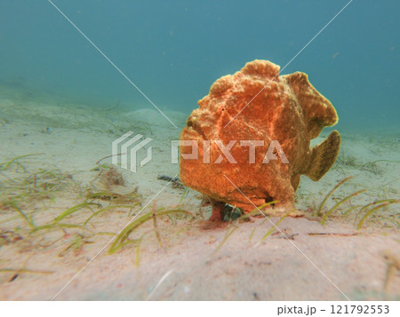 Yellow Giant Frogfish, Antennarius commerson, Puerto Galera, Philippines Yellow Giant Frogfish, Antennarius commerson, Puerto Galera, Philippines 121792553