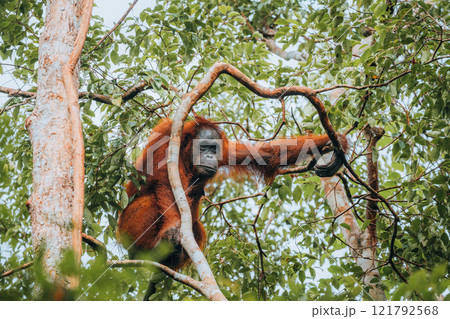 Orangutan in the jungle of Borneo, Indonesia. 121792568
