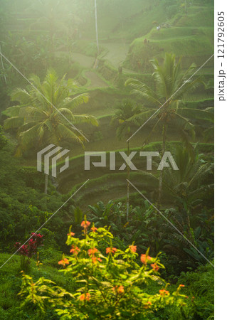 Rice fields at sunset from above, Bali, Indonesia 121792605
