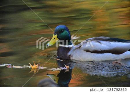 丸山公園のカモ右側 丸山公園のカモ右側 121792886