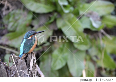 丸山公園のカワセミ左側 丸山公園のカワセミ左側 121792887