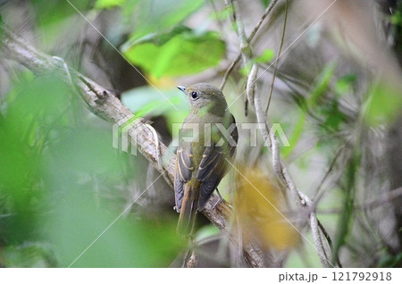 秋ヶ瀬公園のキビタキ 121792918
