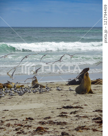 Seals at Seal Bay, Kangaroo Island Seals at Seal Bay, Kangaroo Island 121794409