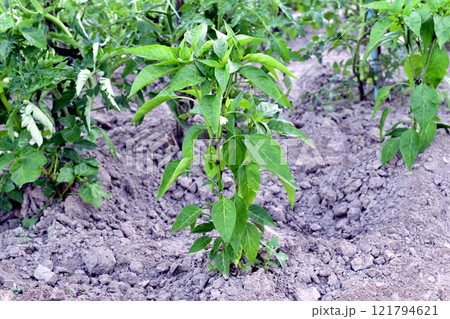Pepper plantation, its green leaves and pods. Pepper plantation, its green leaves and pods. 121794621