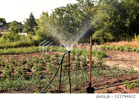 Irrigation of the garden with a primitive installation. 121794622