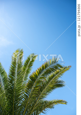 Bright green palm leaves stretch upwards on a sunny day against a bright blue sky. 121794866
