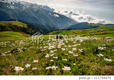 Scenic view of daisies in a mountain landscape. 121794870