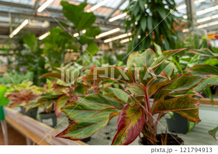 A rich display of assorted houseplants 121794913