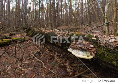 Dead wood Dead wood 121795308
