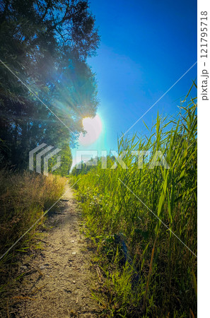 A Serene Pathway Meandering Through Lush Greenery Under a Bright and Warm Sunlight A Serene Pathway Meandering Through Lush Greenery Under a Bright and Warm Sunlight 121795718