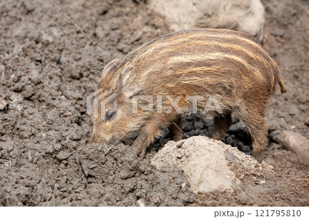 A Young Wild Boar is foraging enthusiastically in the nutrientrich Soil beneath it 121795810