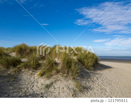 The Serene Beach Dunes Are Set Under a Beautiful Blue Sky, Perfect for Relaxation and Exploration The Serene Beach Dunes Are Set Under a Beautiful Blue Sky, Perfect for Relaxation and Exploration 121795811
