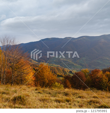 Autumn morning Carpathian Mountains calm picturesque scene, Ukraine. Peaceful traveling, seasonal, nature and countryside beauty concept scene. 121795991