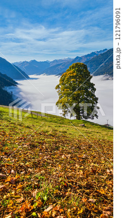 Misty autumn morning mountain and big lonely tree view from hiking path near Dorfgastein, Land Salzburg, Austria. 121796091