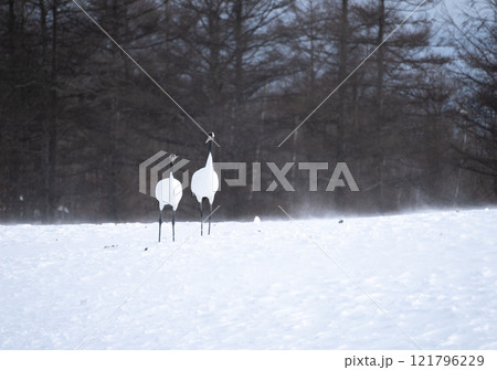 吹雪の給餌場で出会ったタンチョウの群れ 吹雪の給餌場で出会ったタンチョウの群れ 121796229