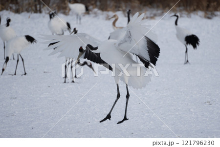 踊るタンチョウ 踊るタンチョウ 121796230