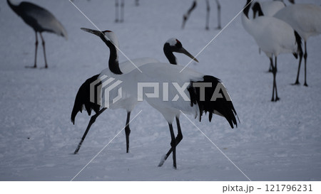 二羽で踊るタンチョウ 二羽で踊るタンチョウ 121796231
