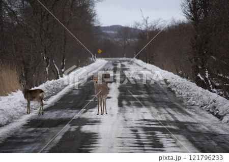 道路の上のエゾシカの群れ 道路の上のエゾシカの群れ 121796233