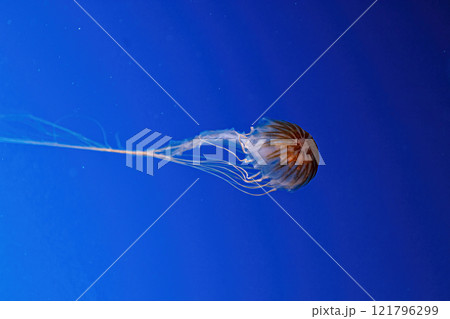 macro photography underwater northern sea nettle or brown jellyfish jellyfish 121796299