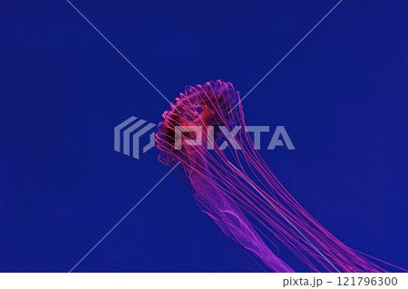 Shooting macro Chrysaora pacifica underwater 121796300