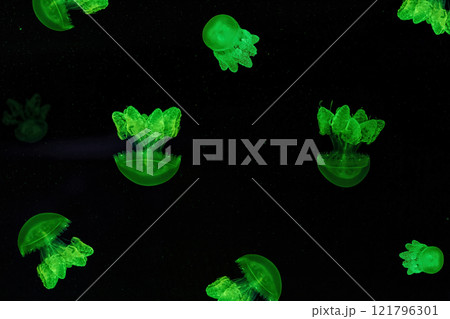 Shooting macro Lychnorhiza lucerna underwater 121796301