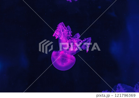 underwater shot of beautiful Marbled Jellyfish / Lychnorhiza Lucerna underwater shot of beautiful Marbled Jellyfish / Lychnorhiza Lucerna 121796369