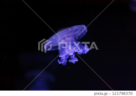 underwater shooting of beautiful Cotylorhiza tuberculata 121796370