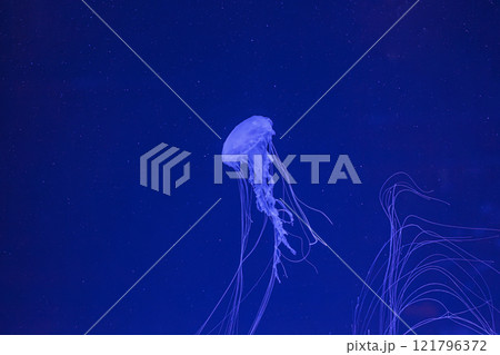 underwater shot of beautiful Chrysaora quinquecirha 121796372