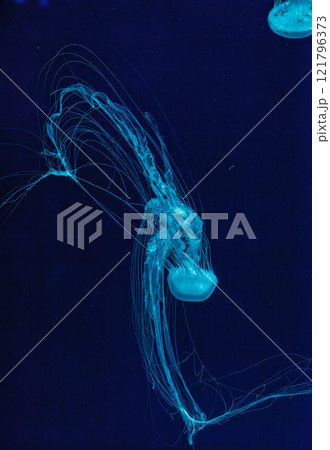 underwater shot of beautiful Chrysaora quinquecirha 121796373