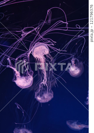 underwater shooting of beautiful Chrysaora lactea 121796376