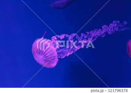 underwater shooting of beautiful Chrysaora hysoscella 121796378