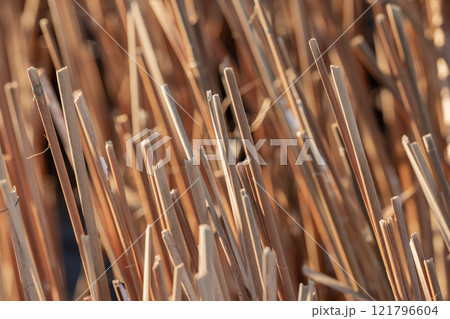 Dry broken stems of coastal reed on a winter day 121796604