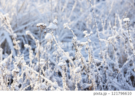 Dry frozen tansy flowers are in a snowdrift, close up photo 121796610