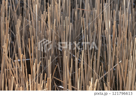 Broken dry stems of coastal reed on a winter day 121796613