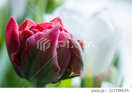 Macro photo of a red tulip flower, selective focus 121796634