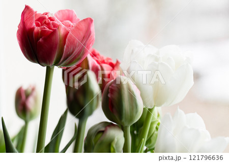 Tulip flowers close-up photo with selective focus 121796636