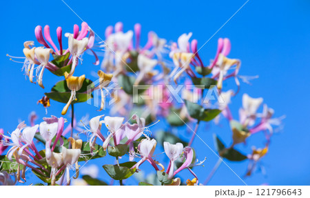 Lonicera caprifolium. Macro photo of pink white flowers Lonicera caprifolium. Macro photo of pink white flowers 121796643